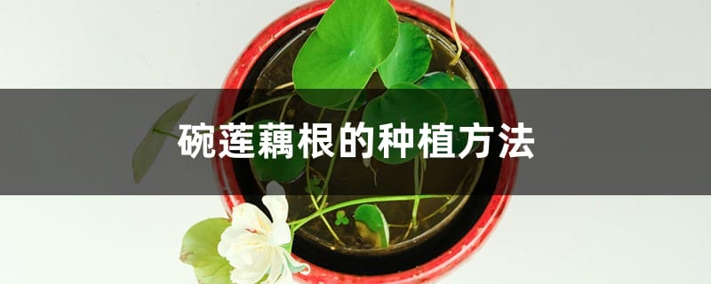 碗莲藕根的种植方法