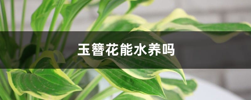 玉簪花能水养吗