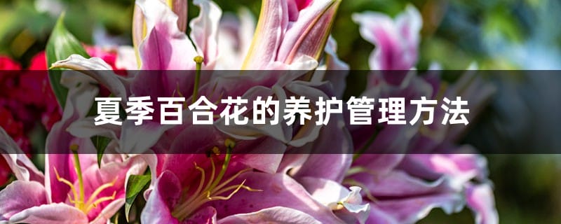 夏季百合花的养护管理方法