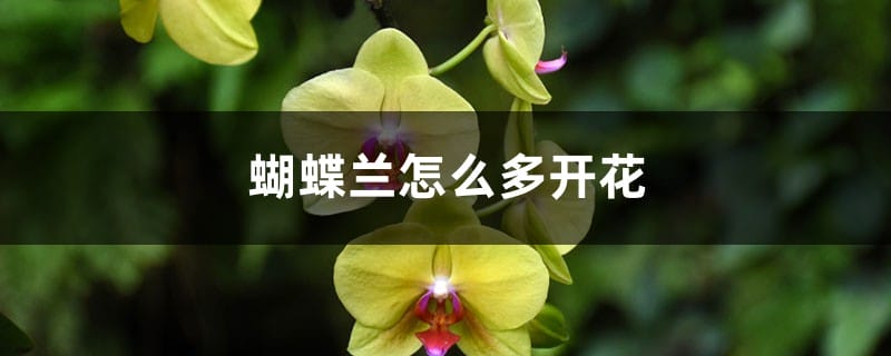 蝴蝶兰怎么多开花