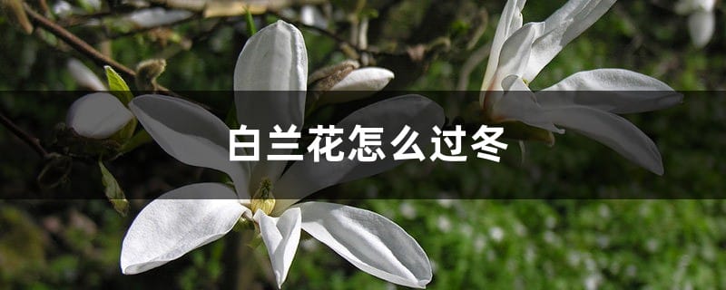 白兰花怎么过冬