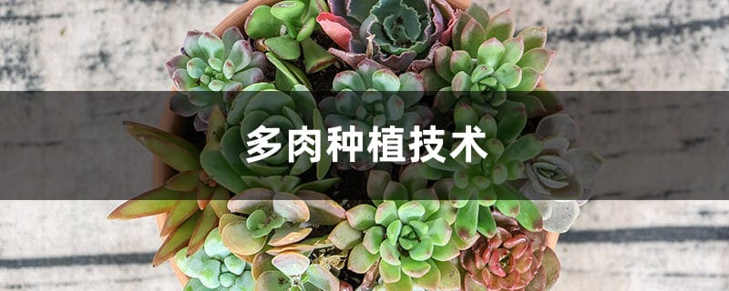 多肉种植技术