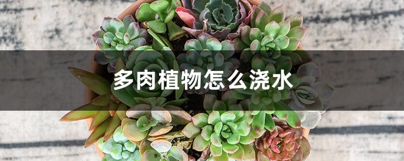 多肉植物怎么浇水