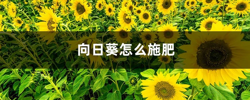 向日葵怎么施肥