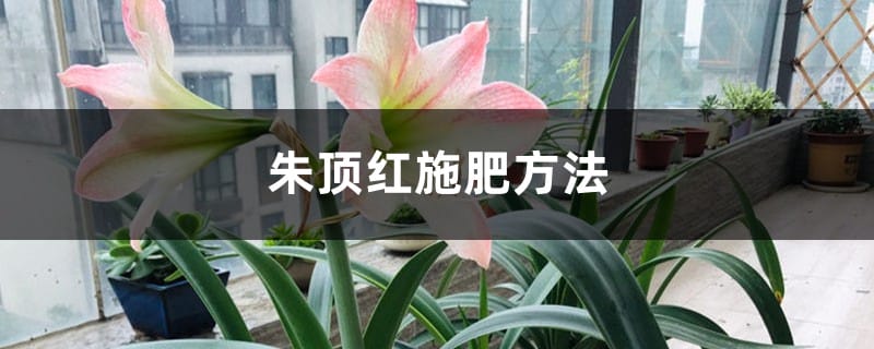 朱顶红施肥方法