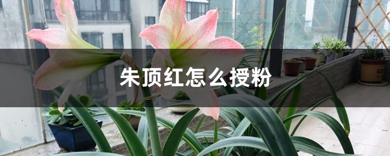 朱顶红怎么授粉