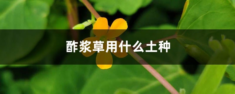 酢浆草用什么土种