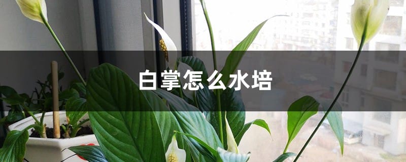 白掌怎么水培