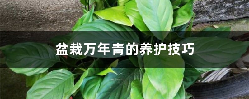 盆栽万年青的养护技巧