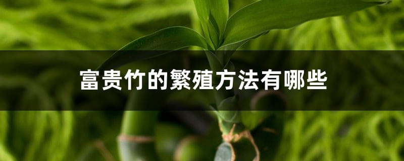 富贵竹的繁殖方法