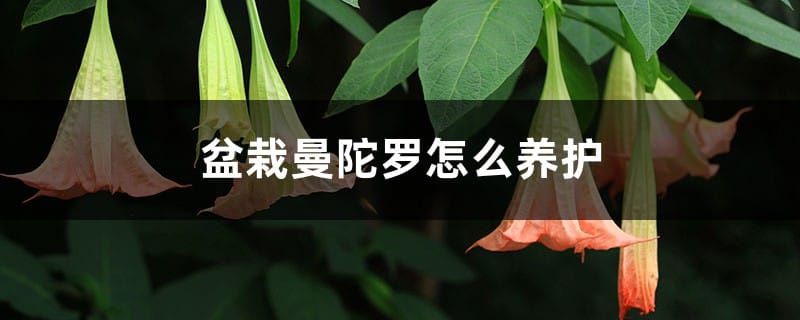 盆栽曼陀罗怎么养护