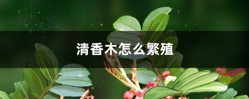 清香木怎么繁殖