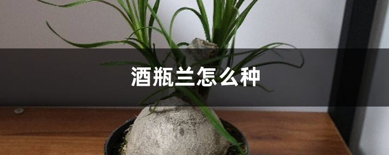 酒瓶兰怎么种