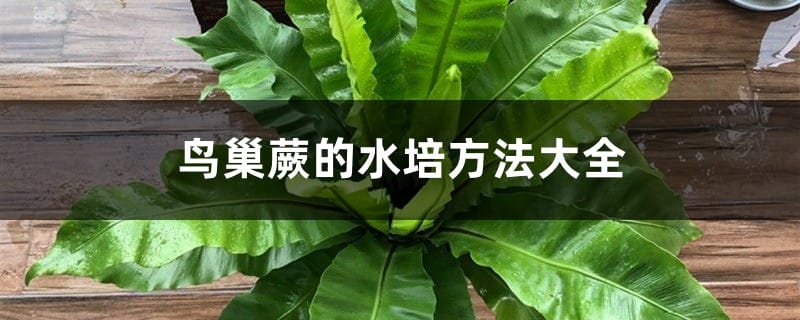 鸟巢蕨的水培方法大全