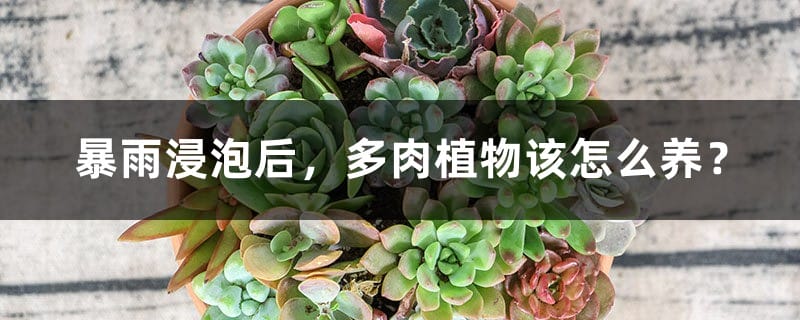 暴雨浸泡后，多肉植物该怎么养？