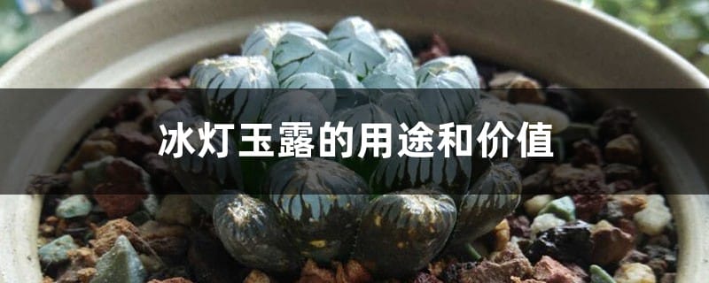 冰灯玉露的用途和价值