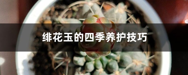 绯花玉的四季养护技巧