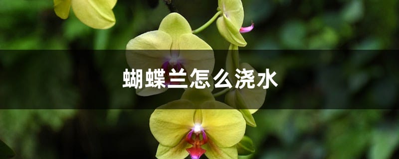 蝴蝶兰怎么浇水