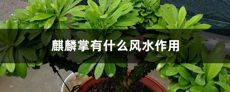 麒麟掌有什么风水作用