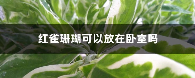 红雀珊瑚可以放在卧室吗