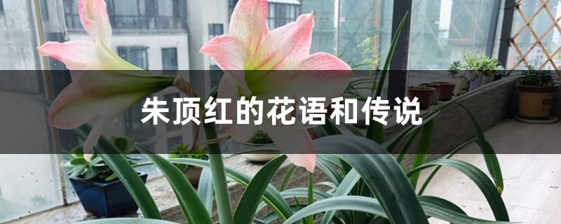 朱顶红的花语和传说