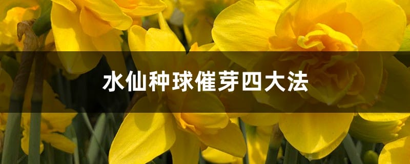 水仙种球催芽四大法