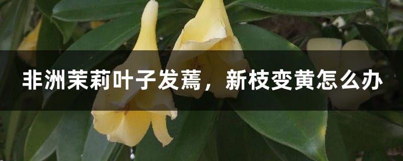 非洲茉莉叶子发蔫，新枝变黄怎么办