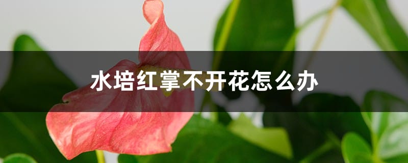 水培红掌不开花怎么办