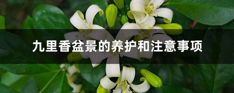 九里香盆景的养护和注意事项