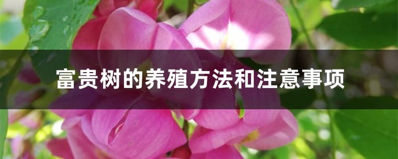 富贵树的养殖方法和注意事项