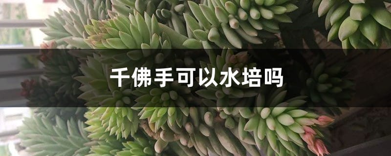 千佛手可以水培吗