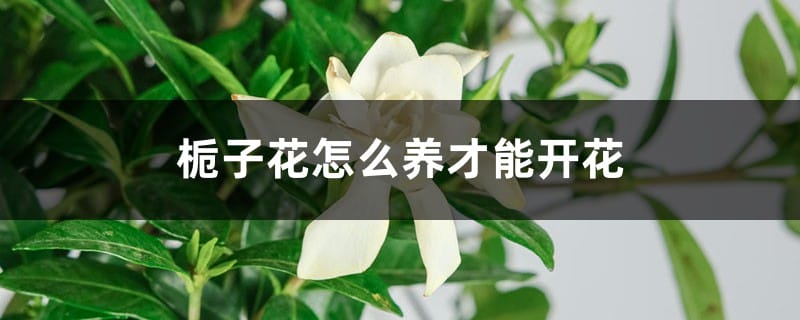 栀子花怎么养才能开花