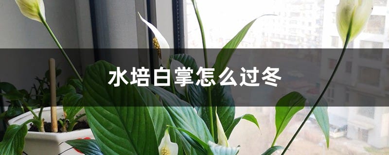 水培白掌怎么过冬