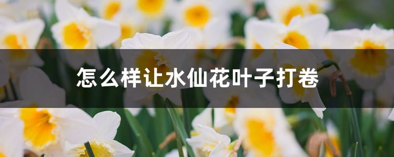 怎么样让水仙花叶子打卷