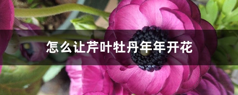 怎么让芹叶牡丹年年开花