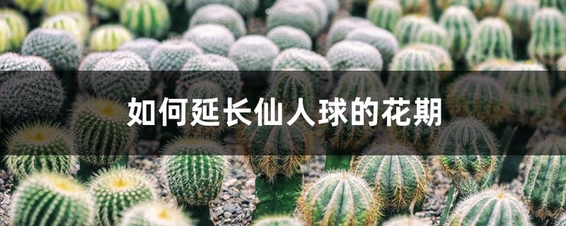 如何延长仙人球的花期