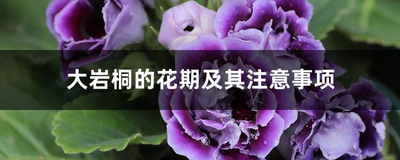 大岩桐的花期及其注意事项