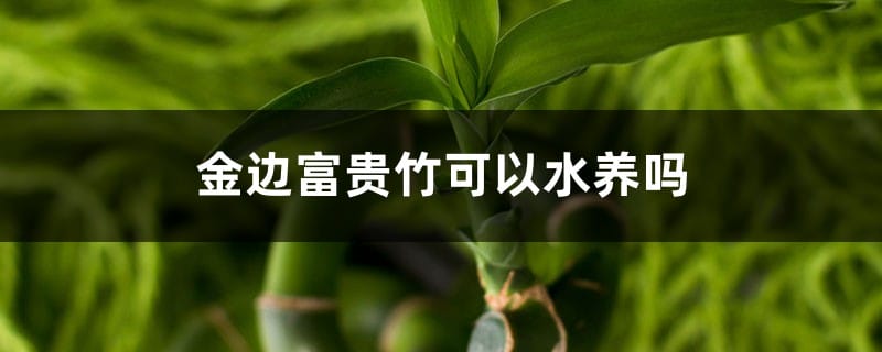 金边富贵竹可以水养吗