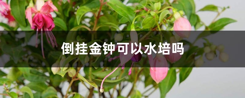 倒挂金钟可以水培吗