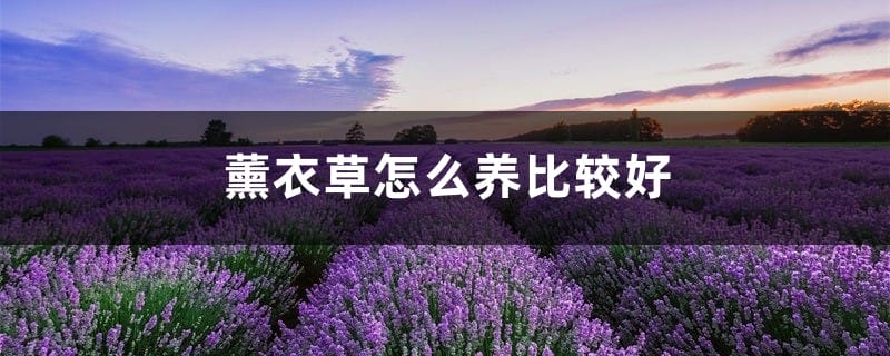 薰衣草怎么养比较好