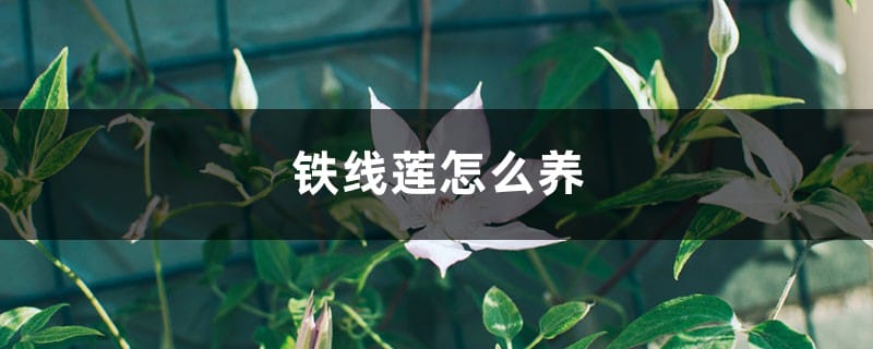 铁线莲怎么养