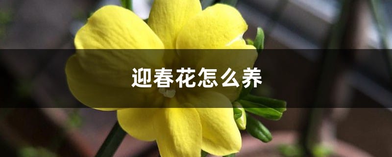 迎春花怎么养