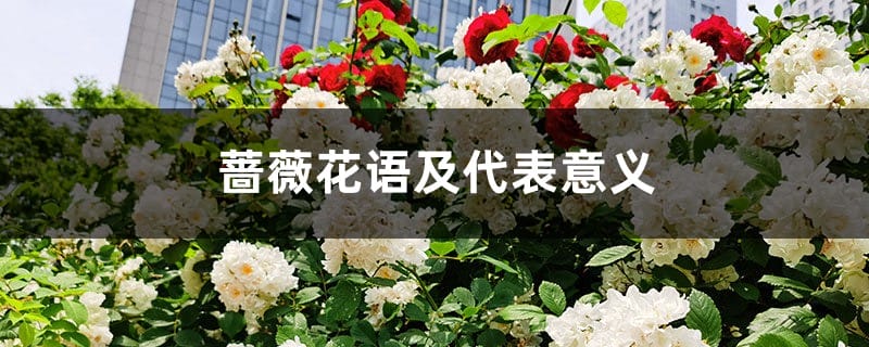 蔷薇花语及代表意义