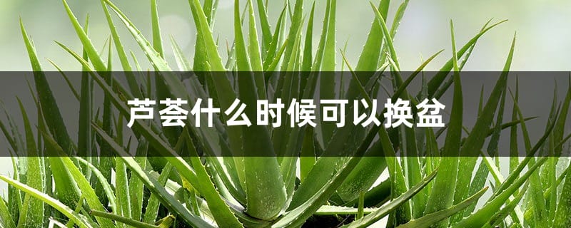 芦荟什么时候可以换盆