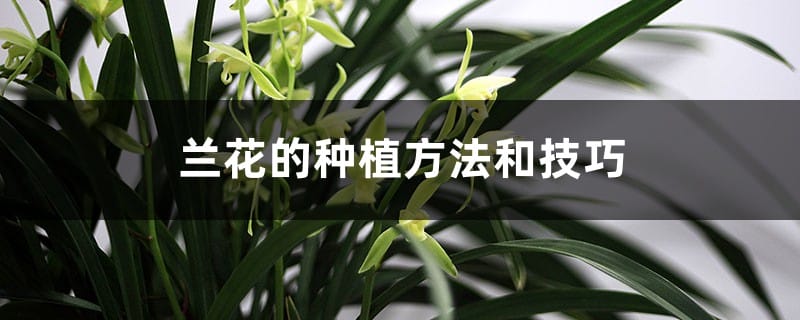 兰花的种植方法和技巧