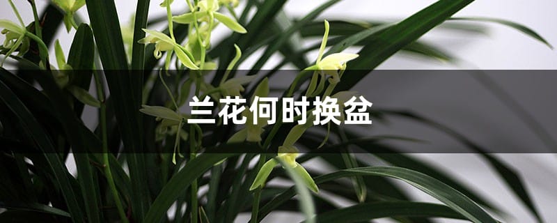 兰花何时换盆