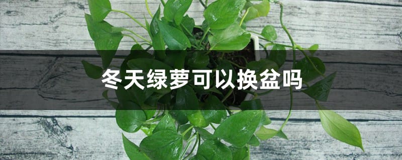 冬天绿萝可以换盆吗