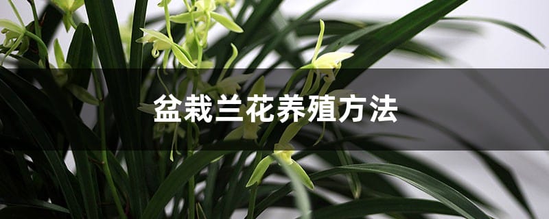 盆栽兰花养殖方法