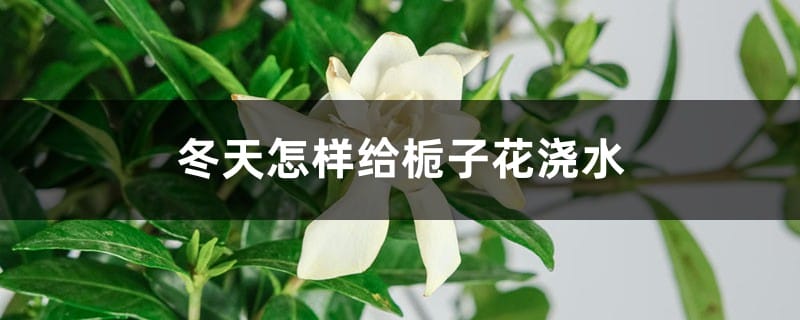 冬天怎样给栀子花浇水