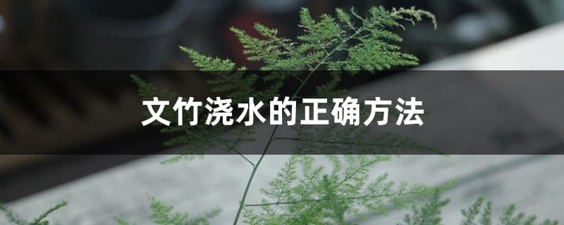 文竹浇水的正确方法